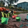 Women farmers sort Wush Wush Natural coffee beans in Keffa, Ethiopia.